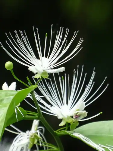 Foto dokumenter Capparis sabiifolia