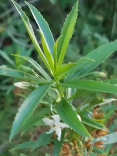 Foto dokumenter Capraria mexicana