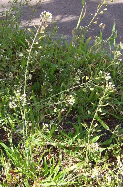 Foto dokumenter Capsella bursa-pastoris