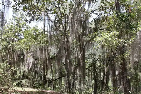 Foto dokumenter Tillandsia usneoides