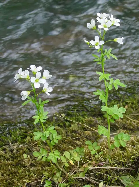 Foto dokumenter Cardamine amara