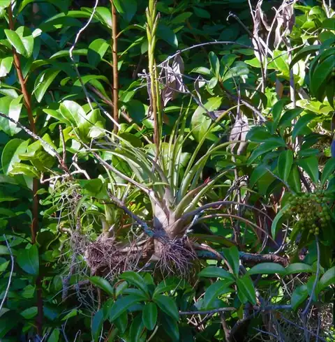 Foto dokumenter Tillandsia variabilis