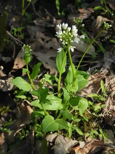 Foto dokumenter Cardamine bulbosa