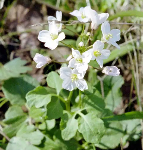 Foto dokumenter Cardamine californica