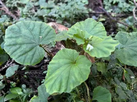 Foto dokumenter Cardamine circaeoides