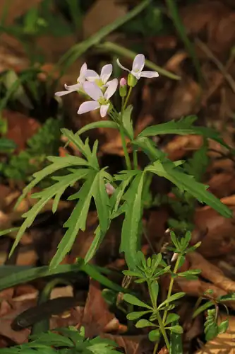 Foto dokumenter Cardamine concatenata