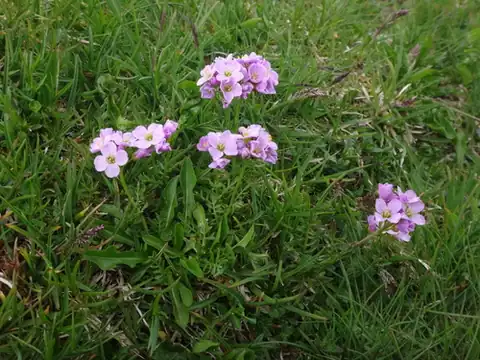 Foto dokumenter Cardamine crassifolia