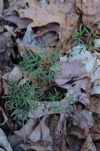 Foto dokumenter Cardamine dissecta
