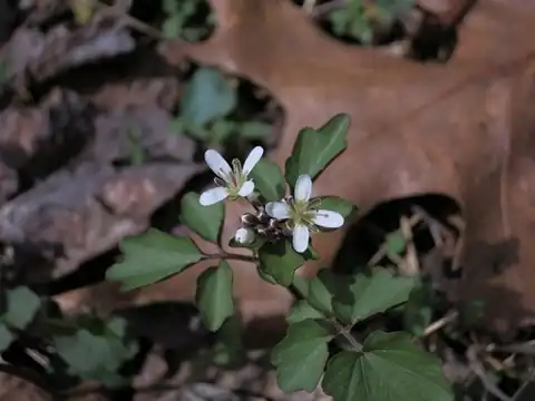 Foto dokumenter Cardamine flagellifera