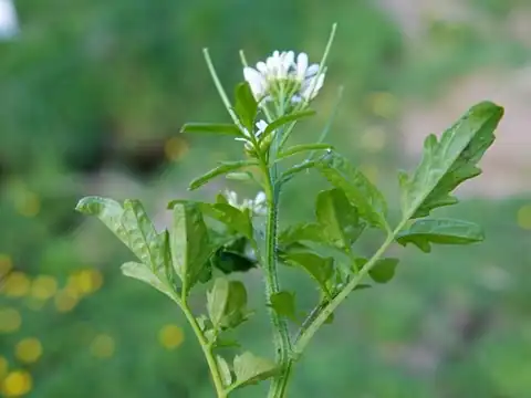 Foto dokumenter Cardamine flexuosa