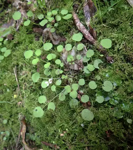 Foto dokumenter Cardamine forsteri