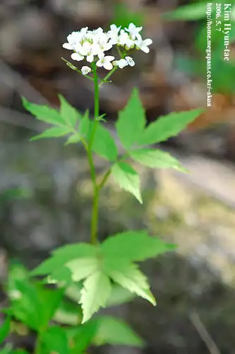 Foto dokumenter Cardamine leucantha