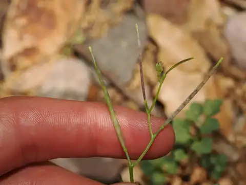 Foto dokumenter Cardamine macrocarpa