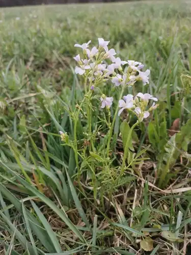 Foto dokumenter Cardamine matthioli
