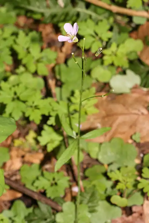 Foto dokumenter Cardamine nuttallii