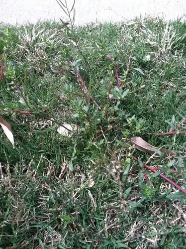 Foto dokumenter Cardamine parviflora