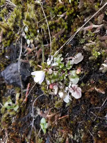 Foto dokumenter Cardamine pattersonii