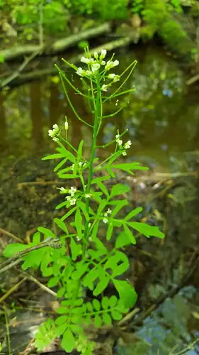 Foto dokumenter Cardamine pensylvanica