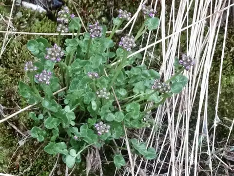 Foto dokumenter Cardamine purpurea