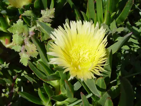 Foto dokumenter Carpobrotus edulis