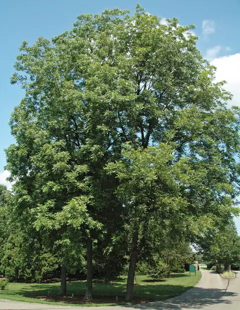 Foto dokumenter Carya illinoinensis