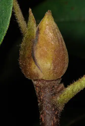Foto dokumenter Carya tomentosa