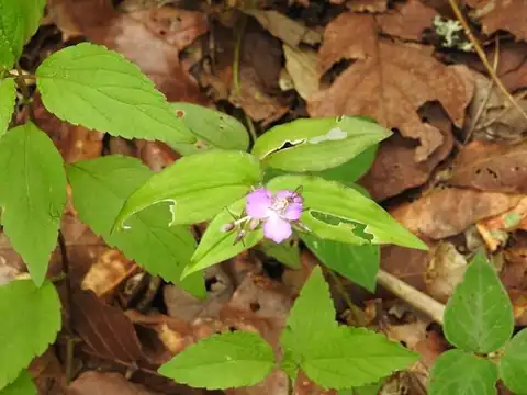 Foto dokumenter Tradescantia commelinoides