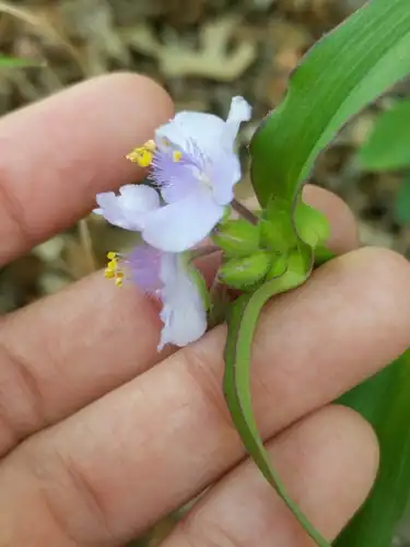 Foto dokumenter Tradescantia edwardsiana
