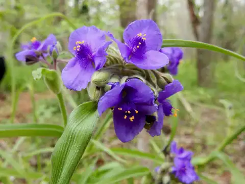 Foto dokumenter Tradescantia gigantea