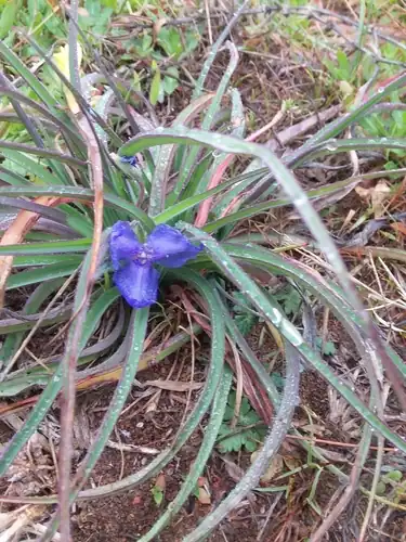 Foto dokumenter Tradescantia humilis