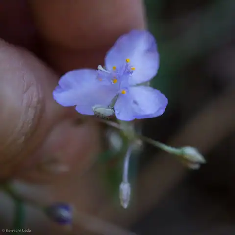 Foto dokumenter Tradescantia pinetorum