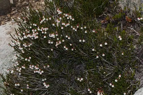 Foto dokumenter Cassiope mertensiana