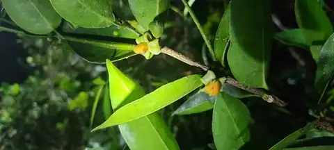 Foto dokumenter Cassipourea elliptica
