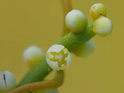 Foto dokumenter Cassytha filiformis