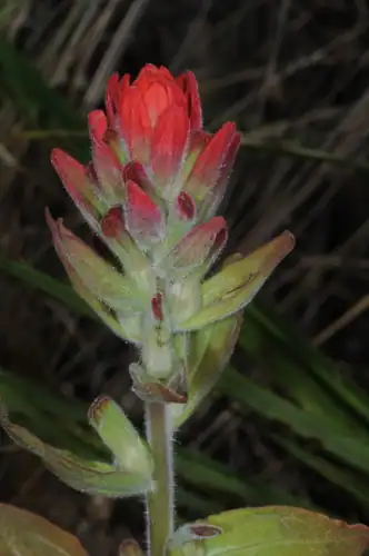 Foto dokumenter Castilleja arvensis