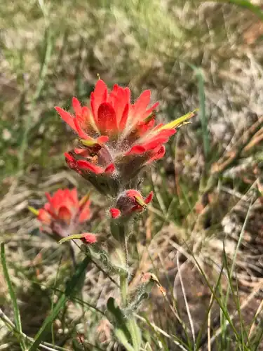 Foto dokumenter Castilleja brevilobata