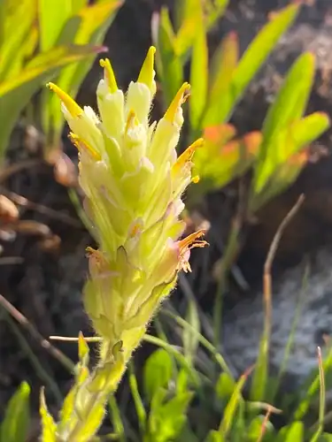 Foto dokumenter Castilleja chrysantha