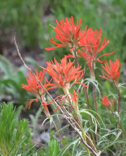 Foto dokumenter Castilleja crista-galli
