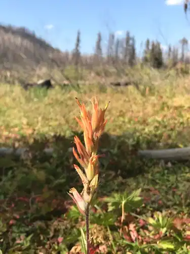 Foto dokumenter Castilleja gracillima