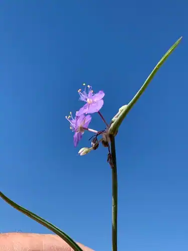 Foto dokumenter Tradescantia wrightii