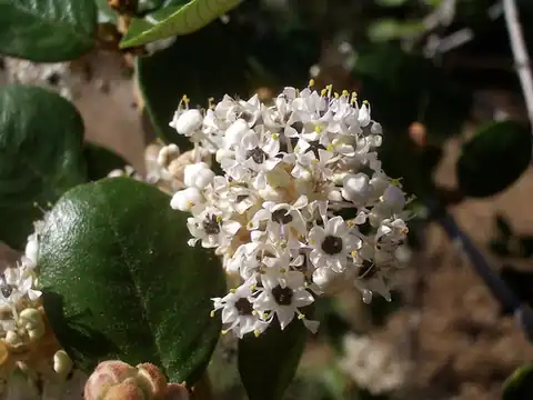 Foto dokumenter Ceanothus crassifolius