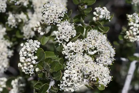Foto dokumenter Ceanothus cuneatus