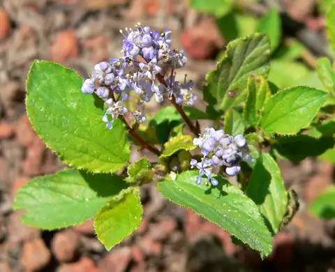 Foto dokumenter Ceanothus diversifolius