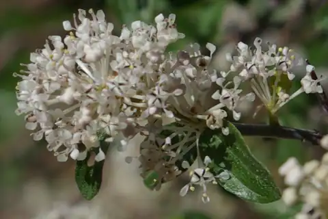 Foto dokumenter Ceanothus fendleri