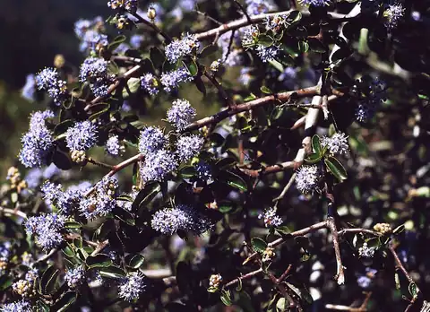 Foto dokumenter Ceanothus foliosus