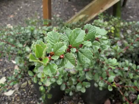 Foto dokumenter Ceanothus gloriosus