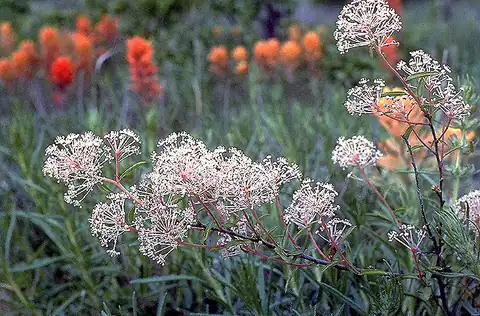 Foto dokumenter Ceanothus herbaceus