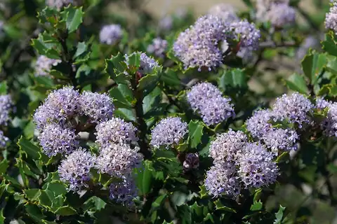 Ceanothus jepsonii, dicatat sumber sebagai Ceanothus jepsonii var. jepsonii.