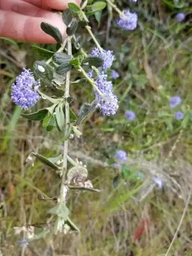 Foto dokumenter Ceanothus lemmonii