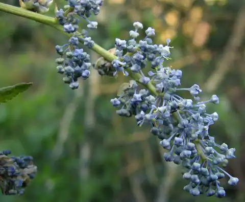 Foto dokumenter Ceanothus leucodermis